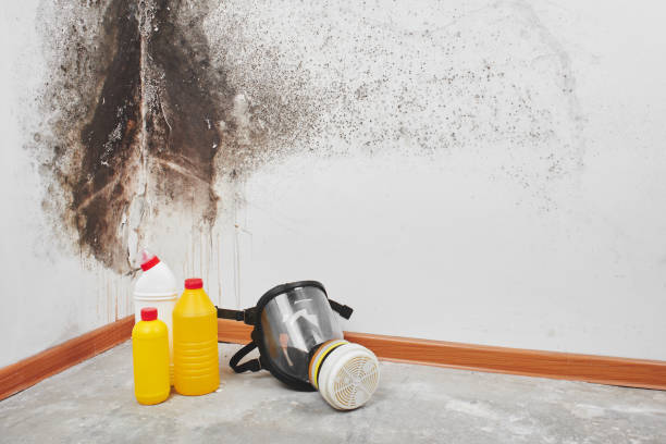 Best Residential Mold Removal  in Claypool Hill, VA