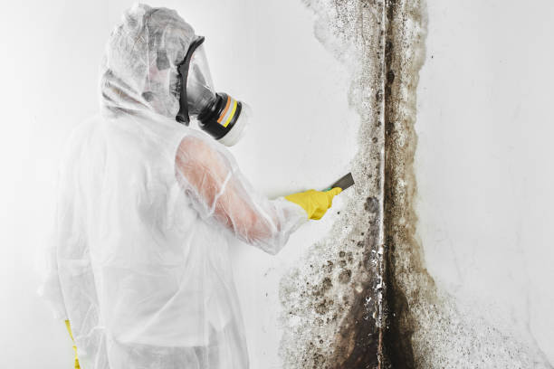 Best Affordable Mold Removal  in Claypool Hill, VA