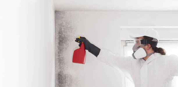 Best Mold Testing and Removal  in Claypool Hill, VA