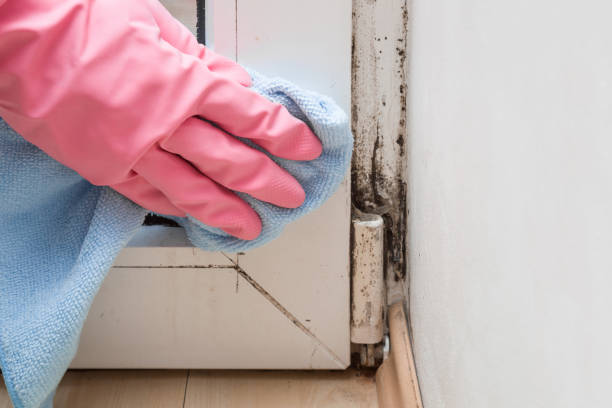 Mold Testing and Removal in Claypool Hill, VA